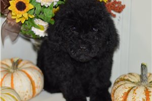 Aubri - Poodle, Miniature for sale