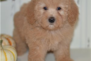 April - Poodle, Miniature for sale