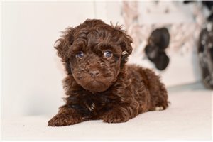 William - puppy for sale