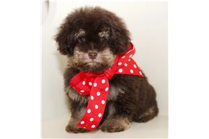 Raven - Poodle, Toy for sale