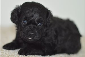 Kayden - Poodle, Toy for sale