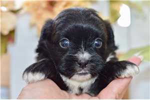 Bruna - Shih-Poo - Shihpoo for sale