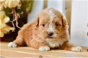 Brooke - Shih-Poo - Shihpoo for sale