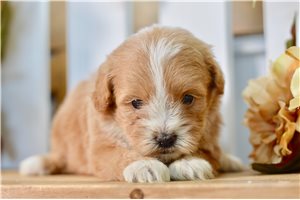 Brittany - Shih-Poo - Shihpoo for sale