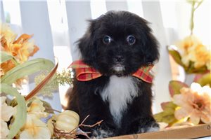 Blake - Shih-Poo for sale