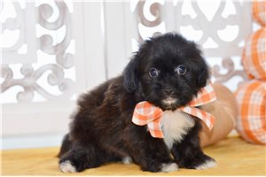 Blake - Shih-Poo - Shihpoo for sale