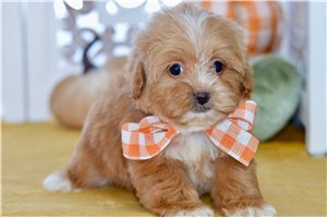 Brooke - Shih-Poo - Shihpoo for sale