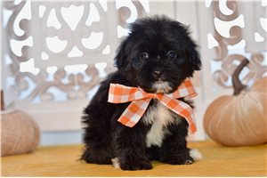 Brynlee - Shih-Poo - Shihpoo for sale