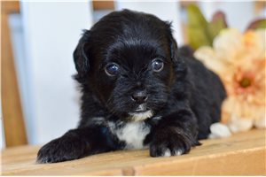 Brynlee - Shih-Poo - Shihpoo for sale