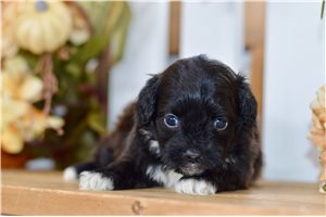 Blake - Shih-Poo - Shihpoo for sale