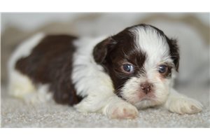 Charity - Shih Tzu for sale