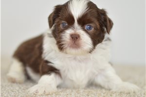 Berkley - Shih Tzu for sale