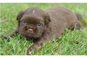Adam - Shih Tzu for sale