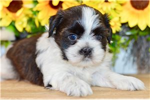 Zahara - puppy for sale