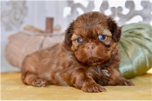 Niles - Shih Tzu for sale