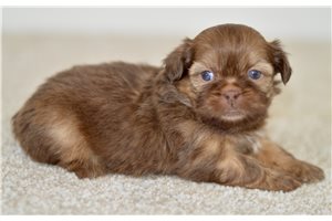 Brooke - Shih Tzu for sale