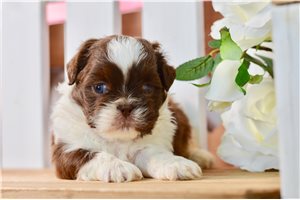 Vermont - Shih Tzu for sale