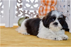 Zahara - Shih Tzu for sale