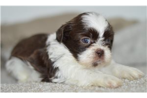 Charlotte - Shih Tzu for sale