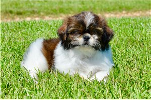 Thiago - puppy for sale