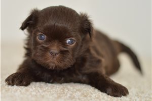 Bella - Shih Tzu for sale