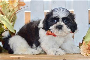 Zahara - puppy for sale