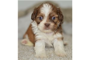 Chloe - Shih Tzu for sale