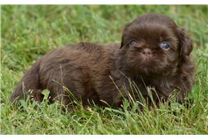 Asher - Shih Tzu for sale