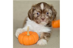 Raye - Shih Tzu for sale
