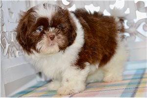 Vermont - Shih Tzu for sale