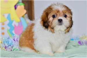 Plato - puppy for sale