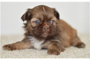 Boss - Shih Tzu for sale