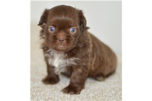Bryer - Shih Tzu for sale
