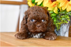 Zinnia - puppy for sale