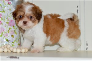 Caitlyn - Shih Tzu for sale