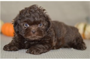 Joey - Shih Tzu for sale