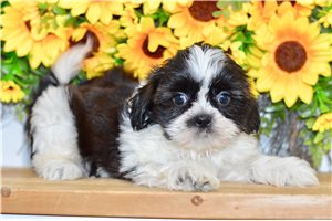 Zahara - Shih Tzu for sale