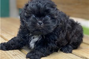 Allen - Shih Tzu for sale