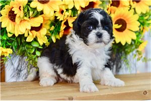 Zola - Shih Tzu for sale