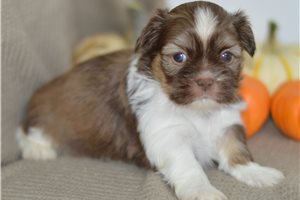 Raye - Shih Tzu for sale