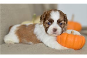 Ruby - Shih Tzu for sale