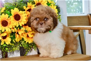 Vincent - Shih Tzu for sale