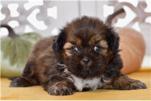 Nera - puppy for sale
