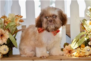 Vincent - Shih Tzu for sale