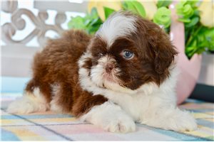 Vermont - Shih Tzu for sale