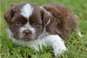 Anna - Shih Tzu for sale