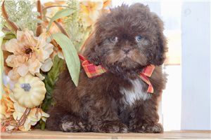 Zinnia - Shih Tzu for sale