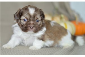 Ryan - Shih Tzu for sale