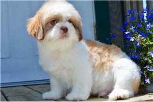 Keanu - puppy for sale