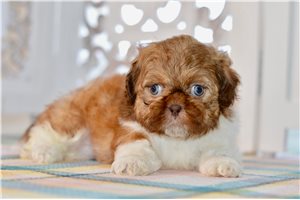 Victor - Shih Tzu for sale